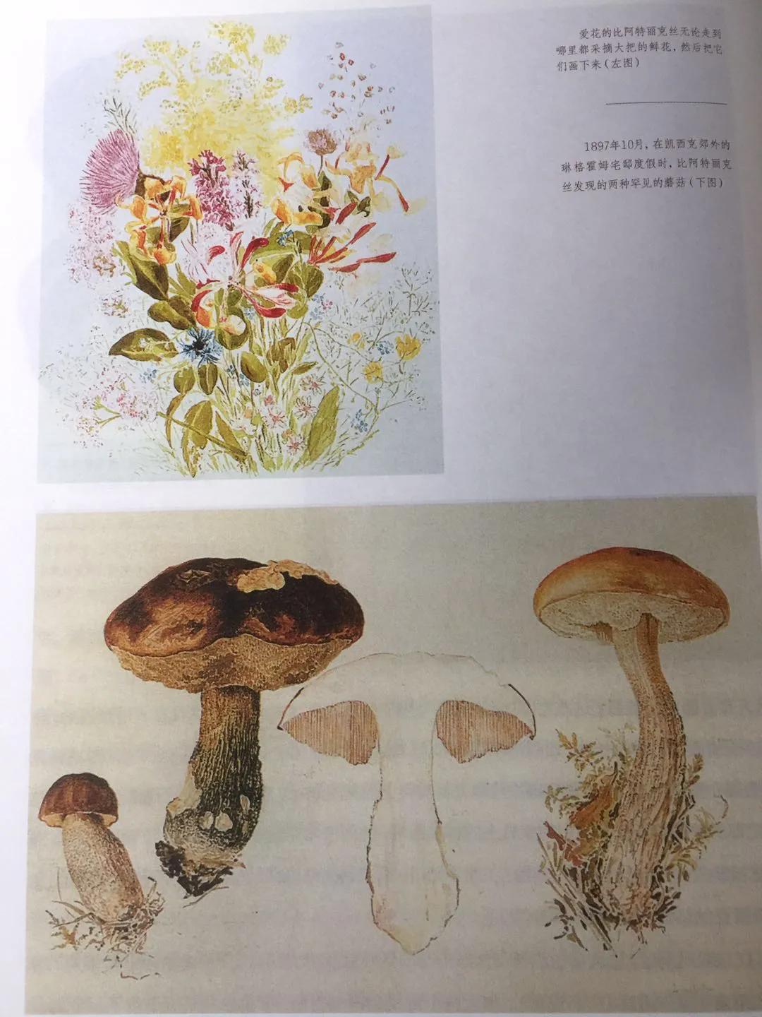 《永远的波特——彼得兔的妈妈》：揭晓彼得兔经久不衰的魅力所在