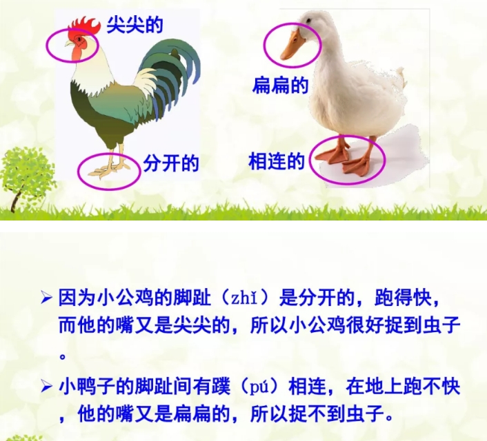 一年级课文小公鸡和小鸭子重点,一年级语文下册小公鸡和小鸭子