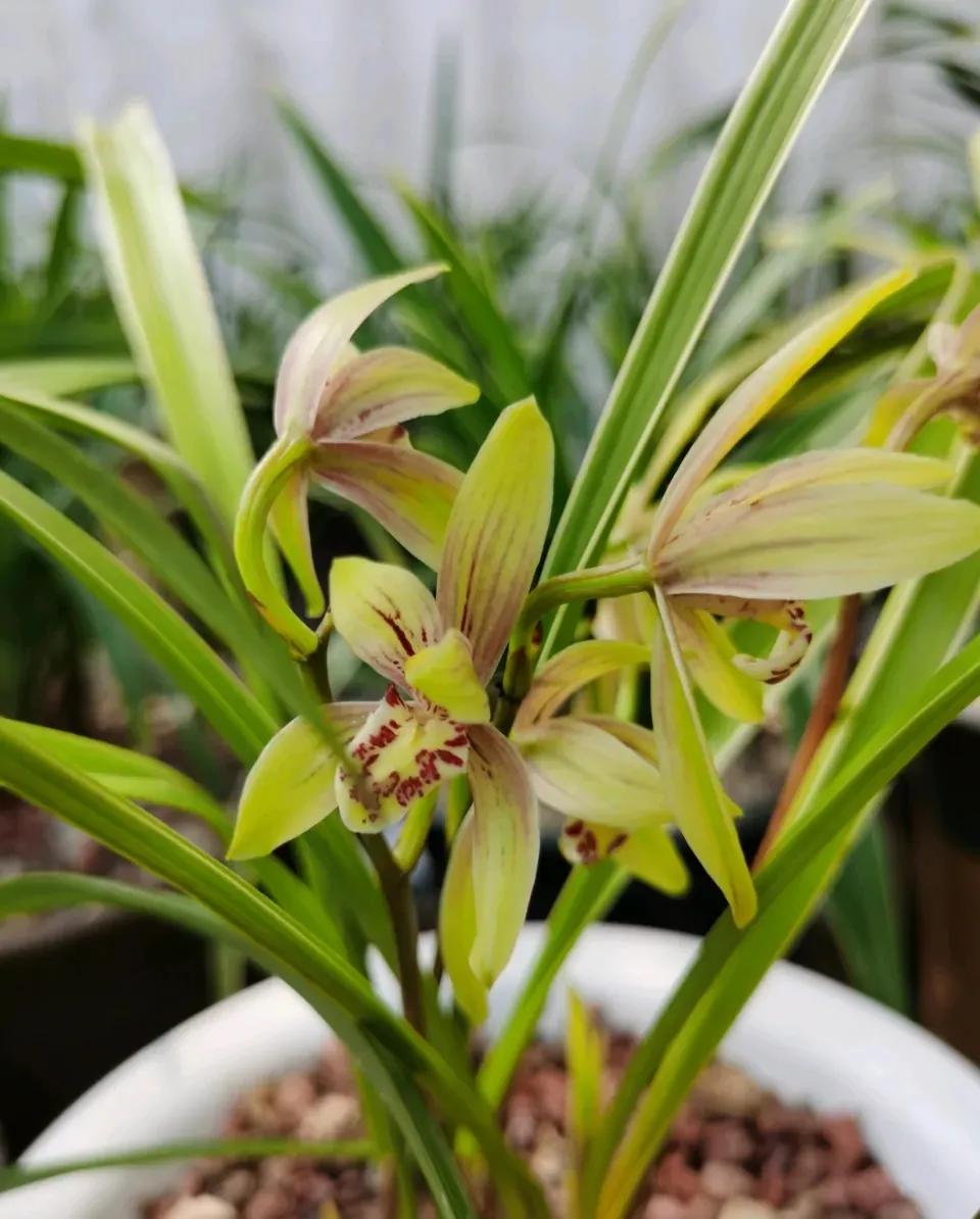 适合家养的兰花多少钱,适合家养的兰花品种图片