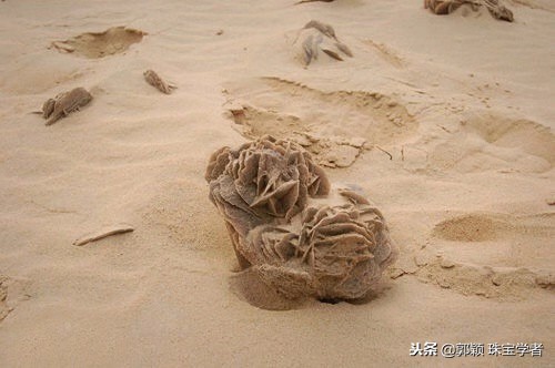 寒冷冬日，让那些永不凋零的“石头花”来温暖你