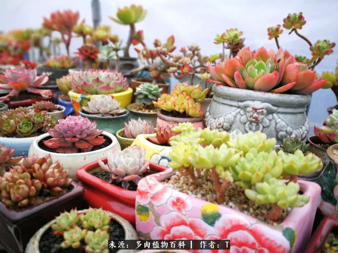 多肉还可以这样玩(上):八年养肉路剪影!