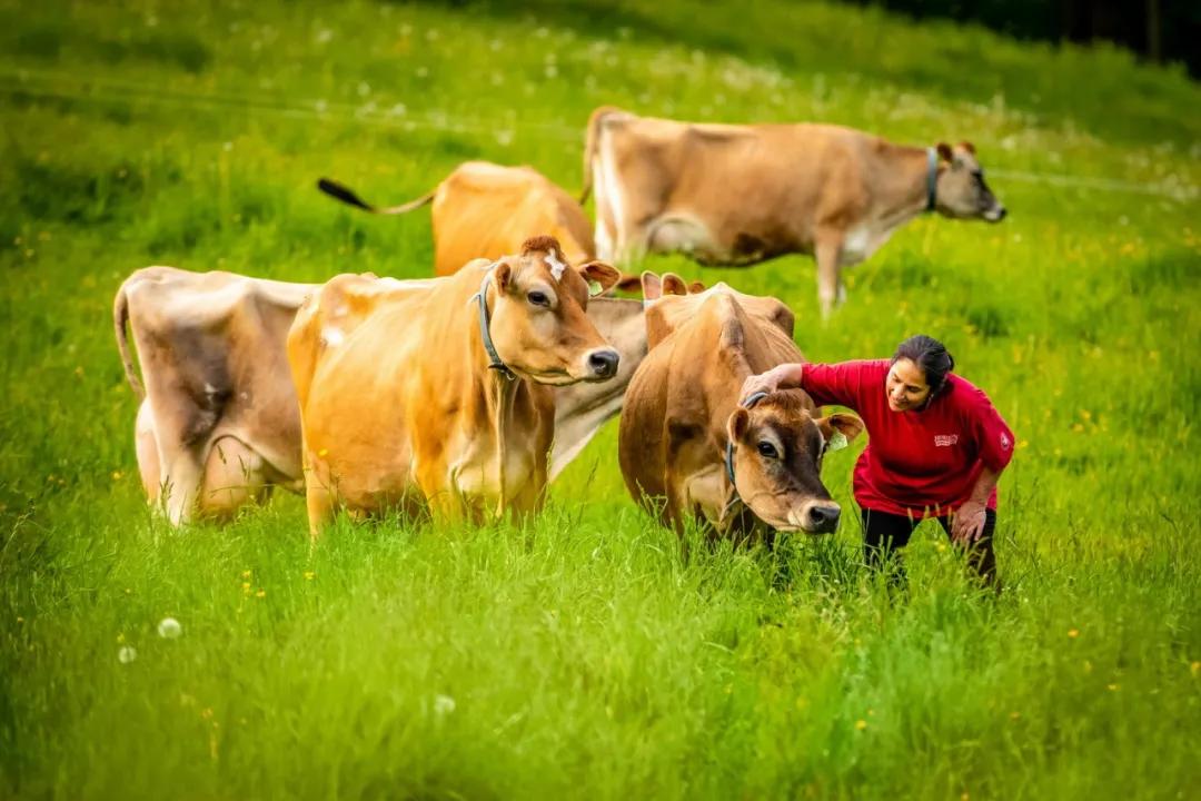 中产阶级的饮食,中产喝什么奶
