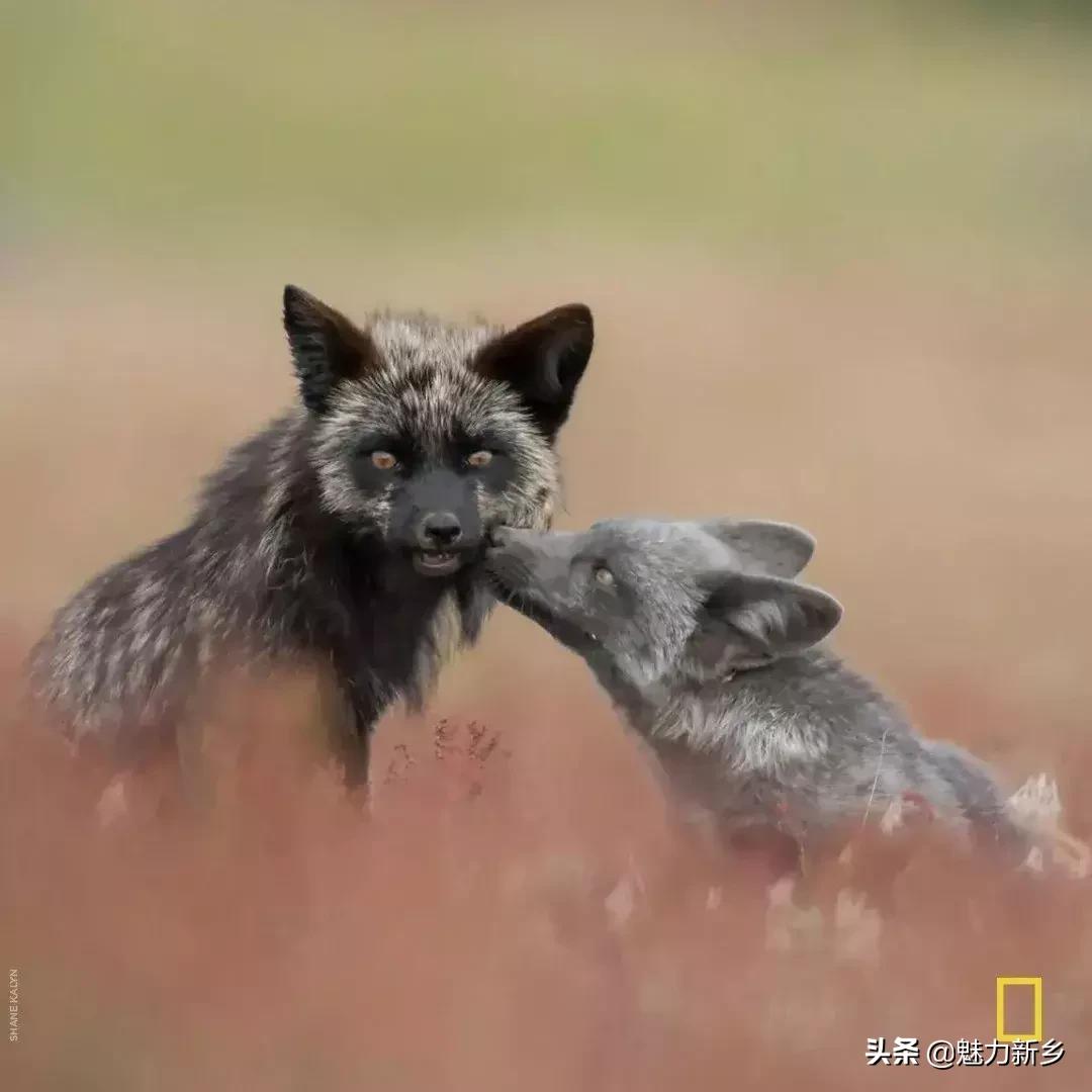 美国国家地理杂志2020摄影作品,美国国家地理杂志摄影展