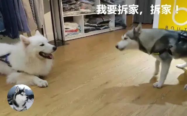 二哈跟萨摩被主人惩罚，结果它们俩还吵起来，太搞笑了