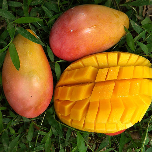 吃了这么多年水果你真的吃对了吗,如何选择适合自己口感的芒果品种