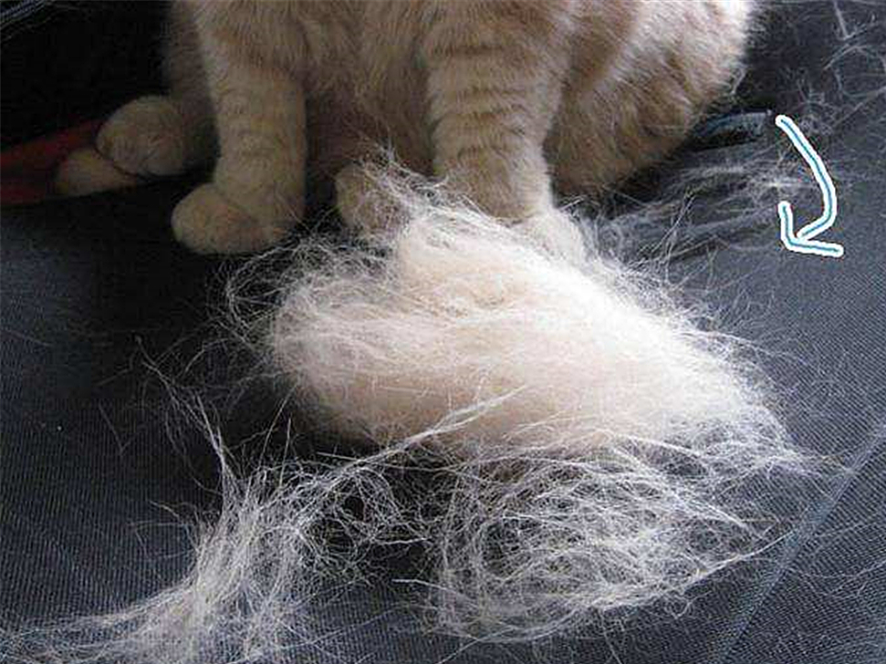 辟谣宠物猫,辟谣猫毛吸入肺里