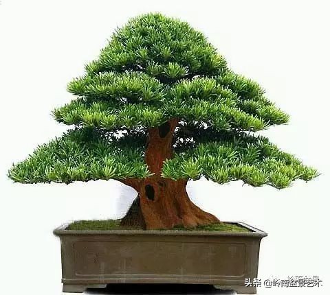 旺财罗汉松,罗汉松招财还是挡煞