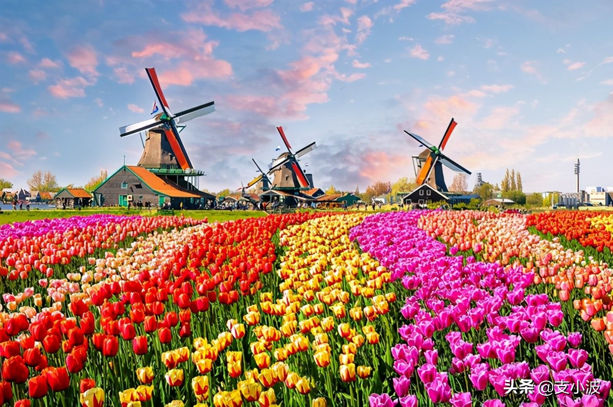 欧洲荷兰真实生活冷知识,荷兰阿姆斯特丹的冷知识