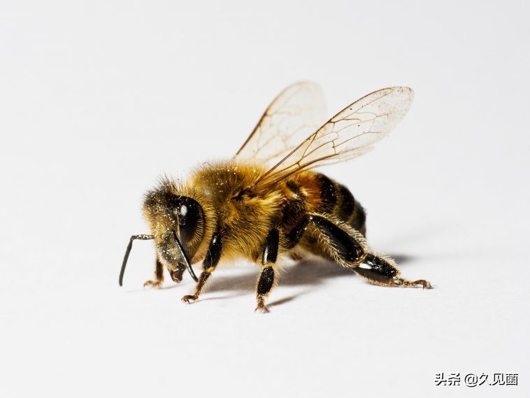 两个卵子能孕育生命吗,两个卵子能不能生育