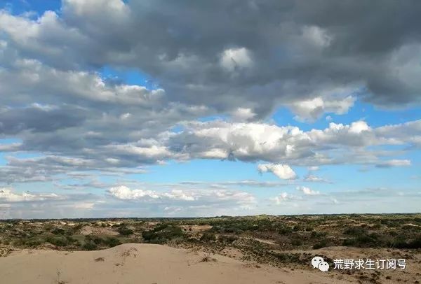 仙人掌在沙漠里是怎么生存下来的,在沙漠怎么才能活下来