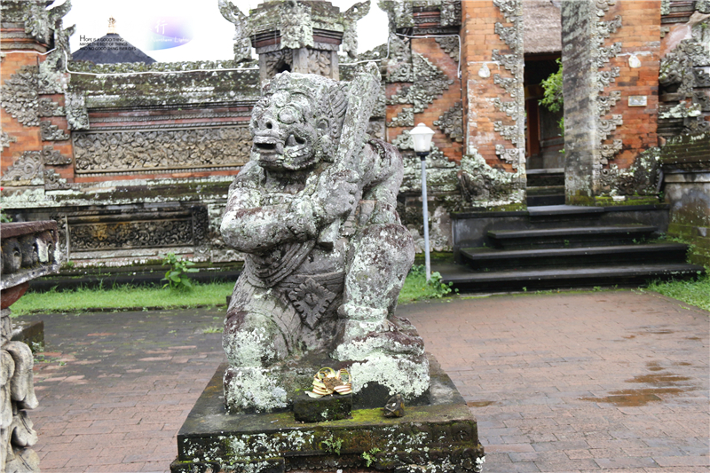 在印尼见识传说中最昂贵的猫屎咖啡