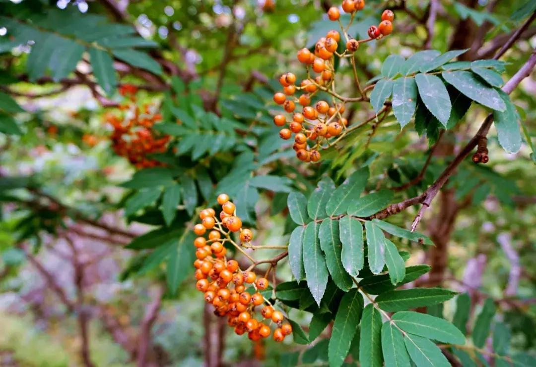 千松坝国家森林公园看云海,在万米的高空看云海