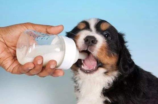 狗狗洗澡水温多少合适,天冷了给狗狗洗澡