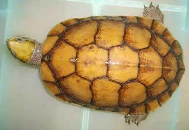 你知道乌龟能活多少岁吗,巴西涂了漆的龟能活多久