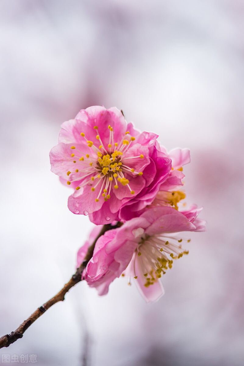 “趣微”—对微小事物引起强烈的乐趣触感