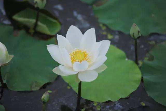 莲商会2019规模,莲商会的基本知识