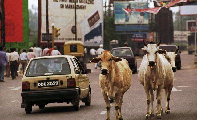 牛的天堂完整视频,牛的天堂印度