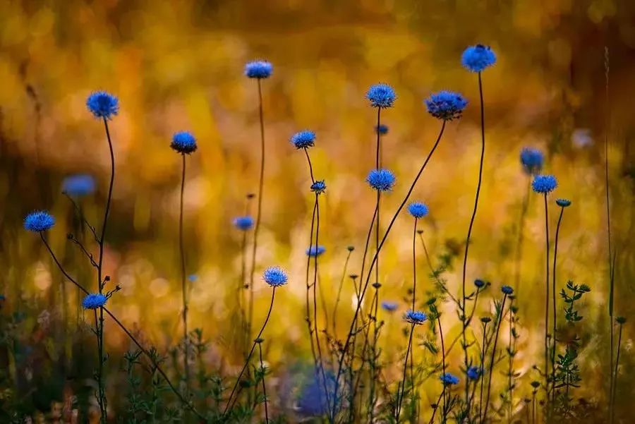 绝美花朵摄影佳作,波兰花朵摄影作品欣赏