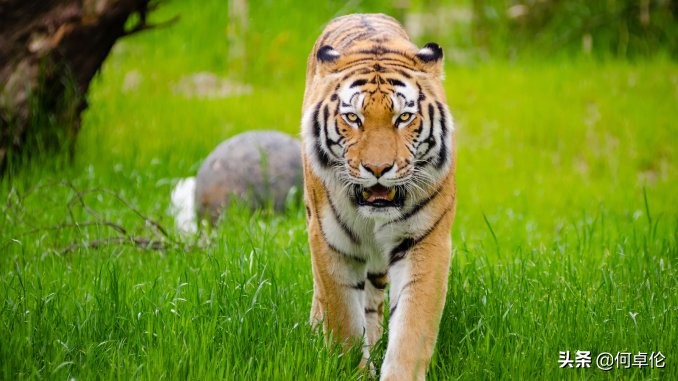 在非洲不幸遇到狮子过来怎么办?动物专家这一招可能救你一命