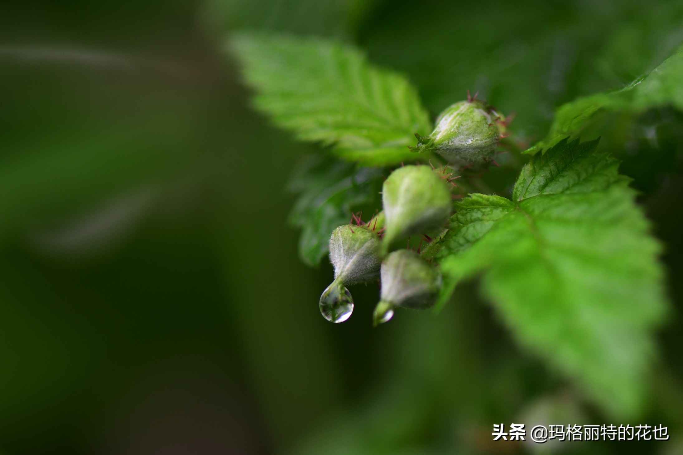 花园里种树莓吗,树莓在庭院里如何种植