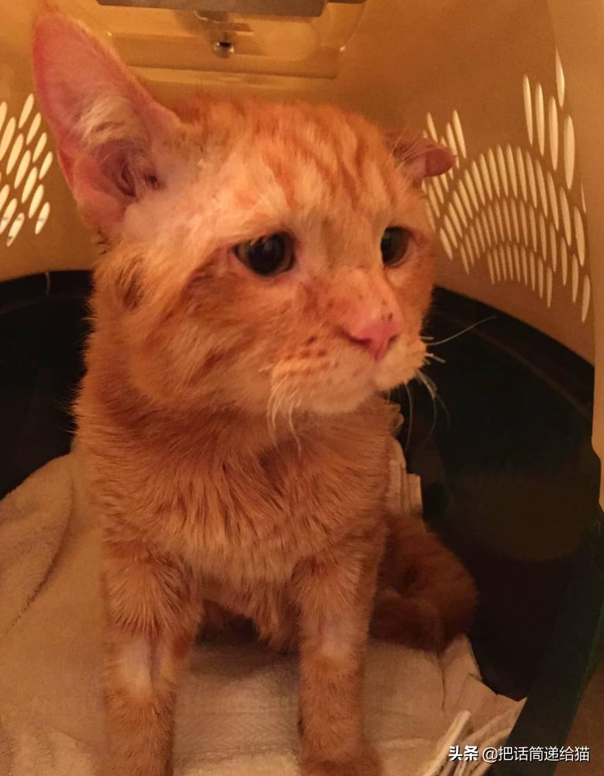 被弃养了一次的猫,从病魔中救回的猫脱离安乐死