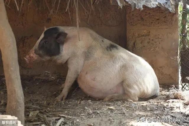 “能力”越出众的公猪越不能本交，只能“用手解决”，咋回事？