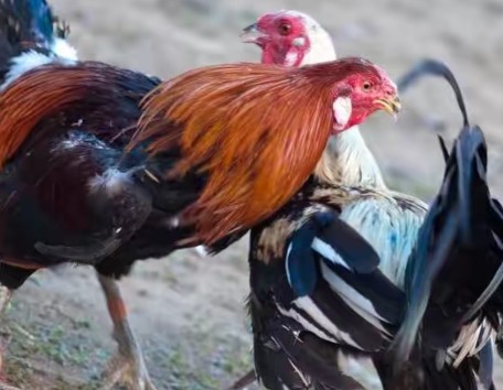 没有网络怎么娱乐,没有网络的人怎么度过