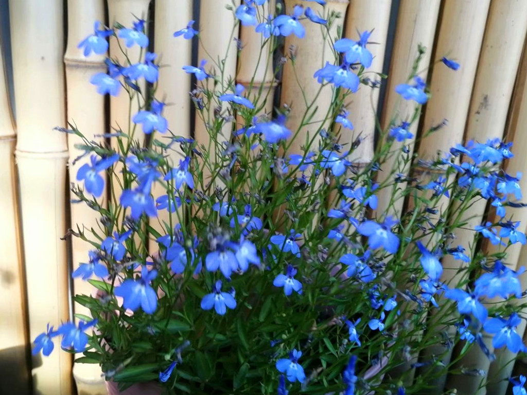 怕高温的六倍利夏季如何开爆盆？创造合适条件，从夏开到秋不难