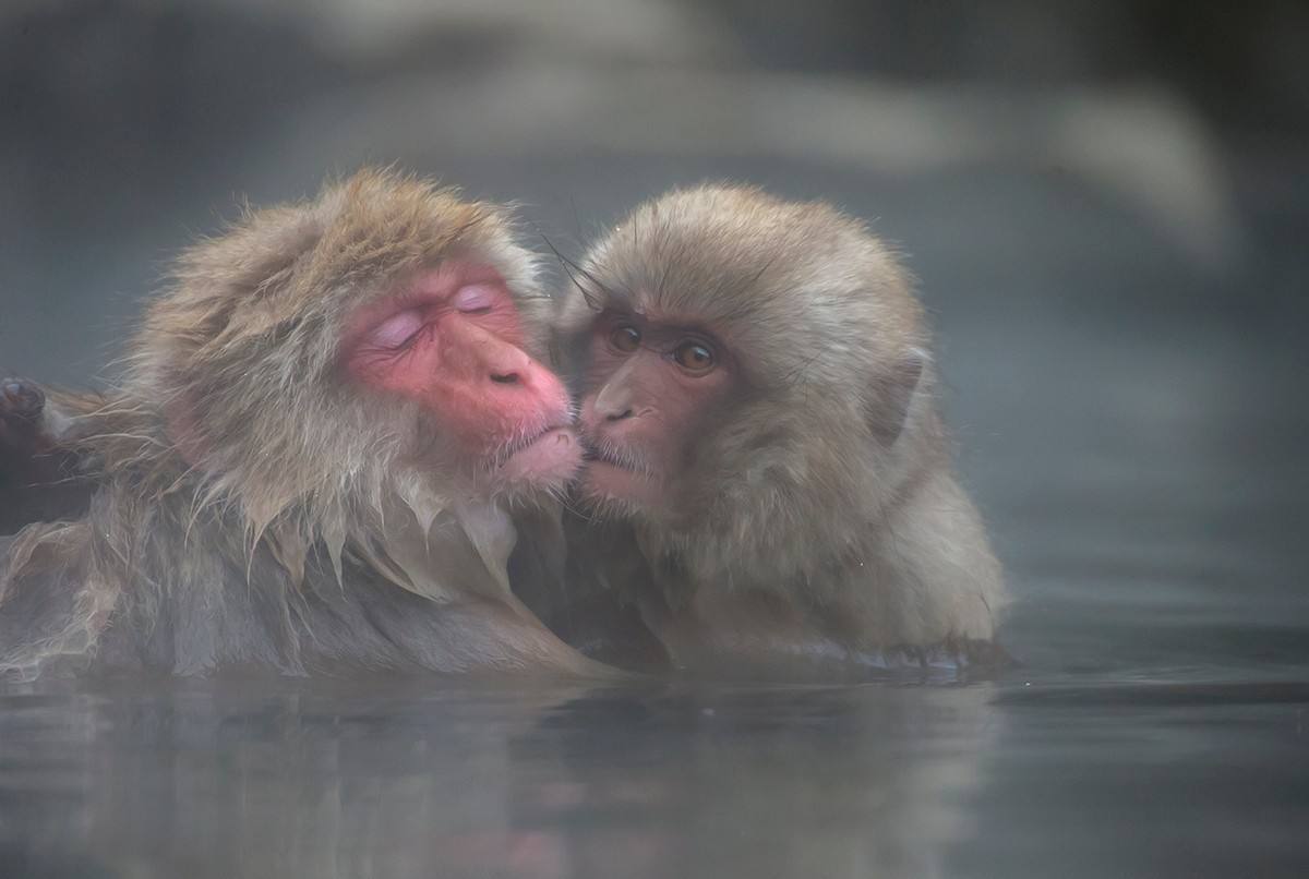 日本猴子也泡温泉?真是活得不如猴啊