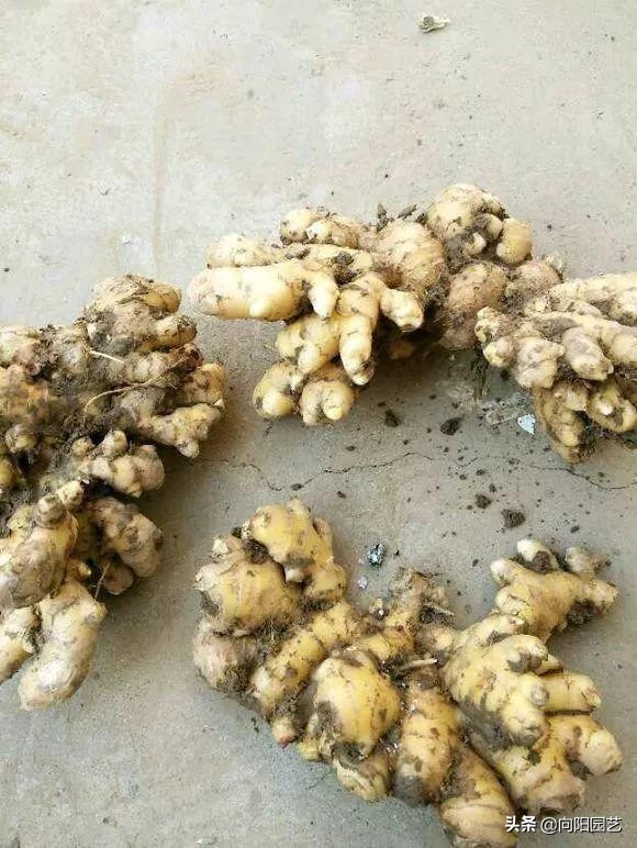 家里沙土种生姜如何施肥,露天菜园种生姜怎样遮阳