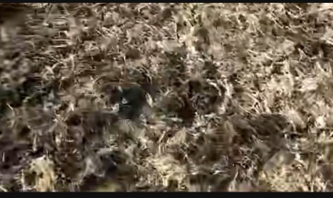 鸡毛可以回收吗,废品回收鸡毛