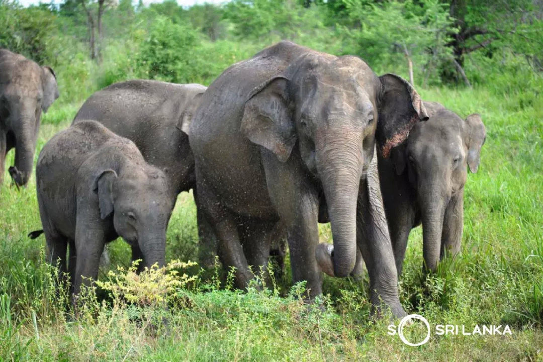 斯里兰卡的著名景区,斯里兰卡哪个公园最好