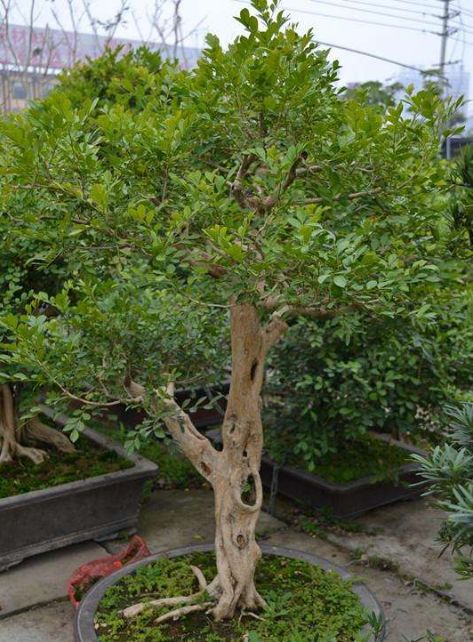 种花槽的九里香怎样养,养九里香的技巧视频