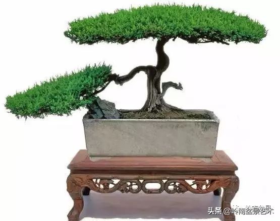 盆景结顶的形式,最好的盆景结顶方法