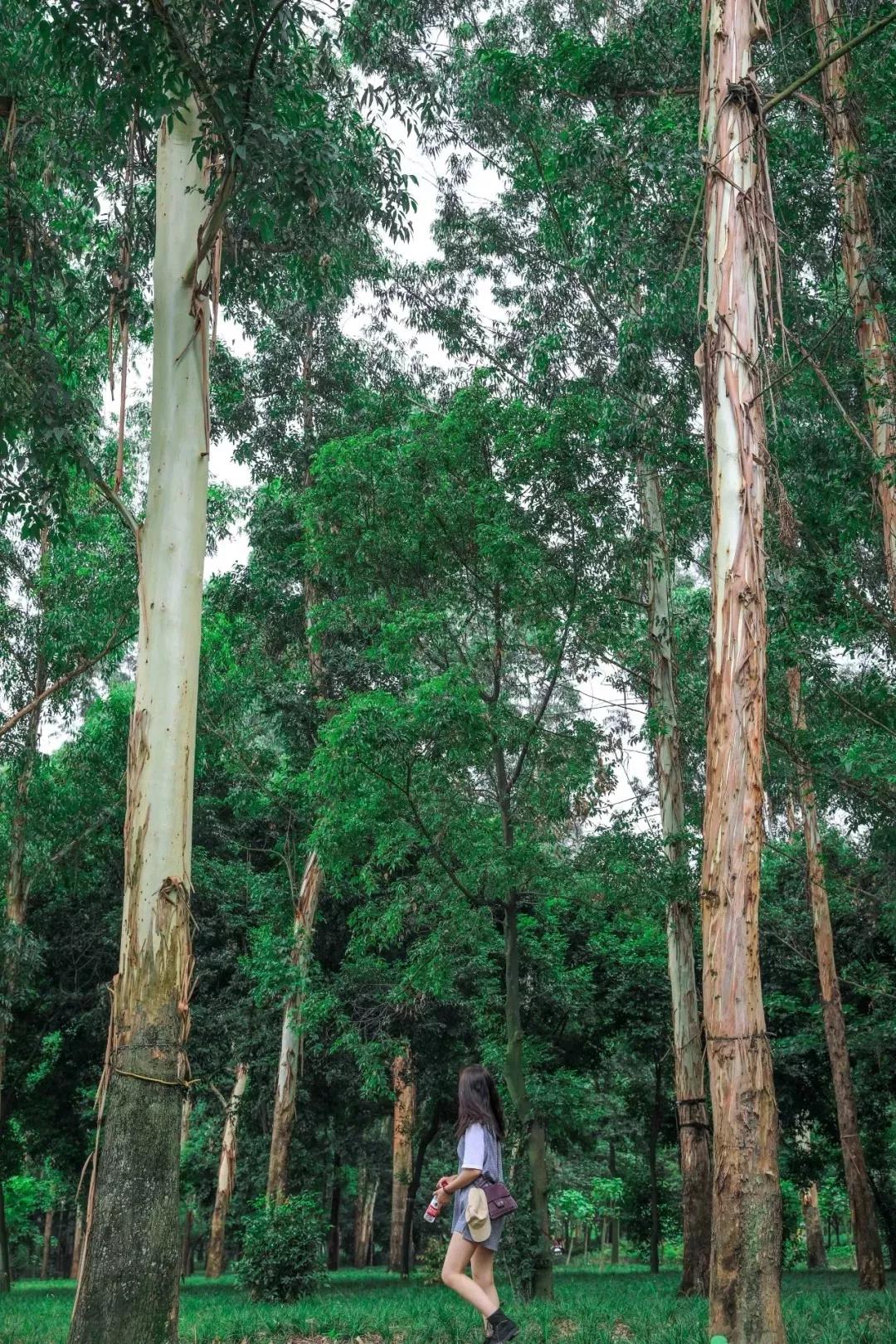 成都最有潜力的花园,成都是个大花园