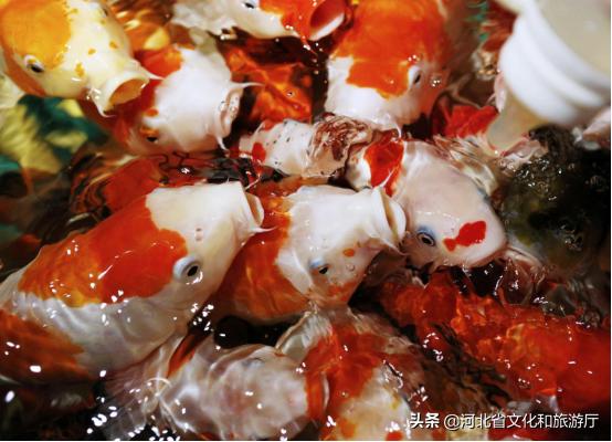 海洋公园特价35元起,快来唤醒来自世界各地的海洋居民吧!