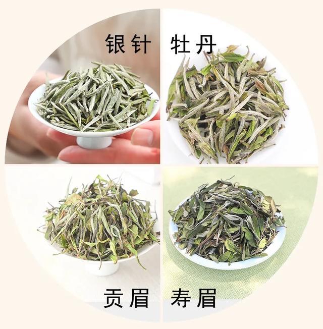 陆桐说茶：白茶知识多维详解，看完独自找茶不迷路「选茶」