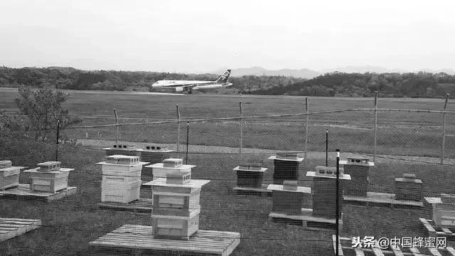 中国养蜂业的前景和现状是怎样的,目前养蜂业前景如何