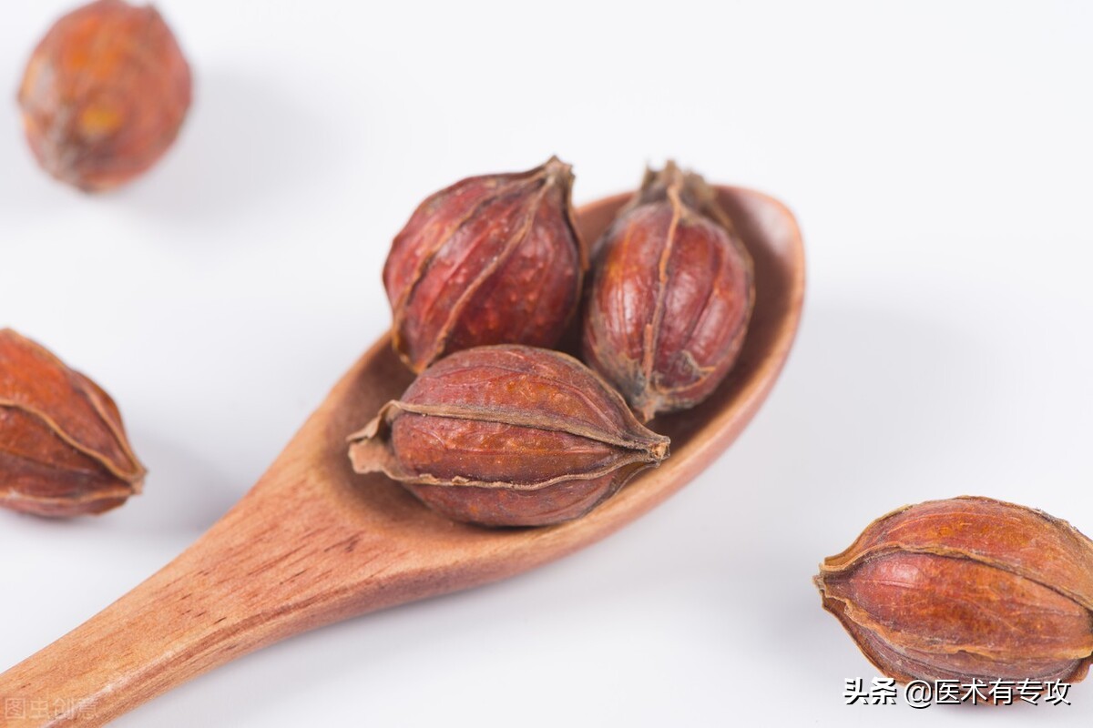 每天认识一味中药栀子,每天一味中药栀子