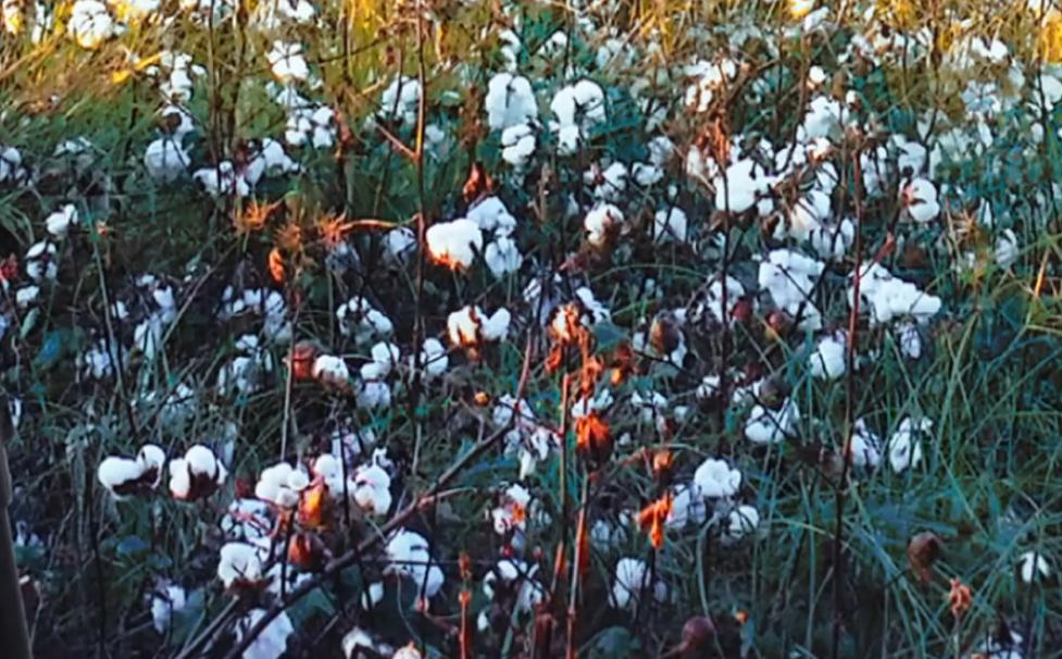 乌合麒麟发布新作血棉行动,乌合麒麟怒揭血棉真相