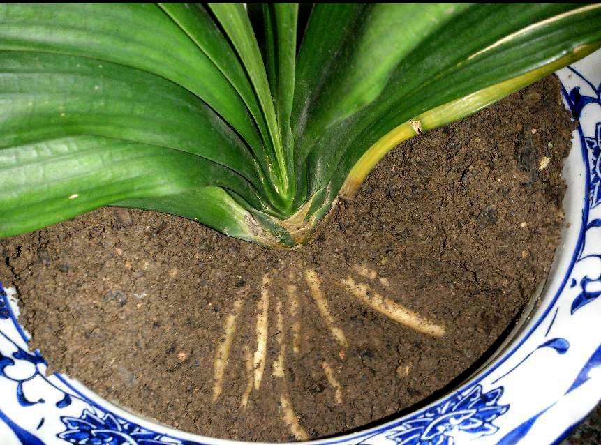 君子兰换盆的注意事项及技术要求,君子兰换盆的正确方法和注意事项