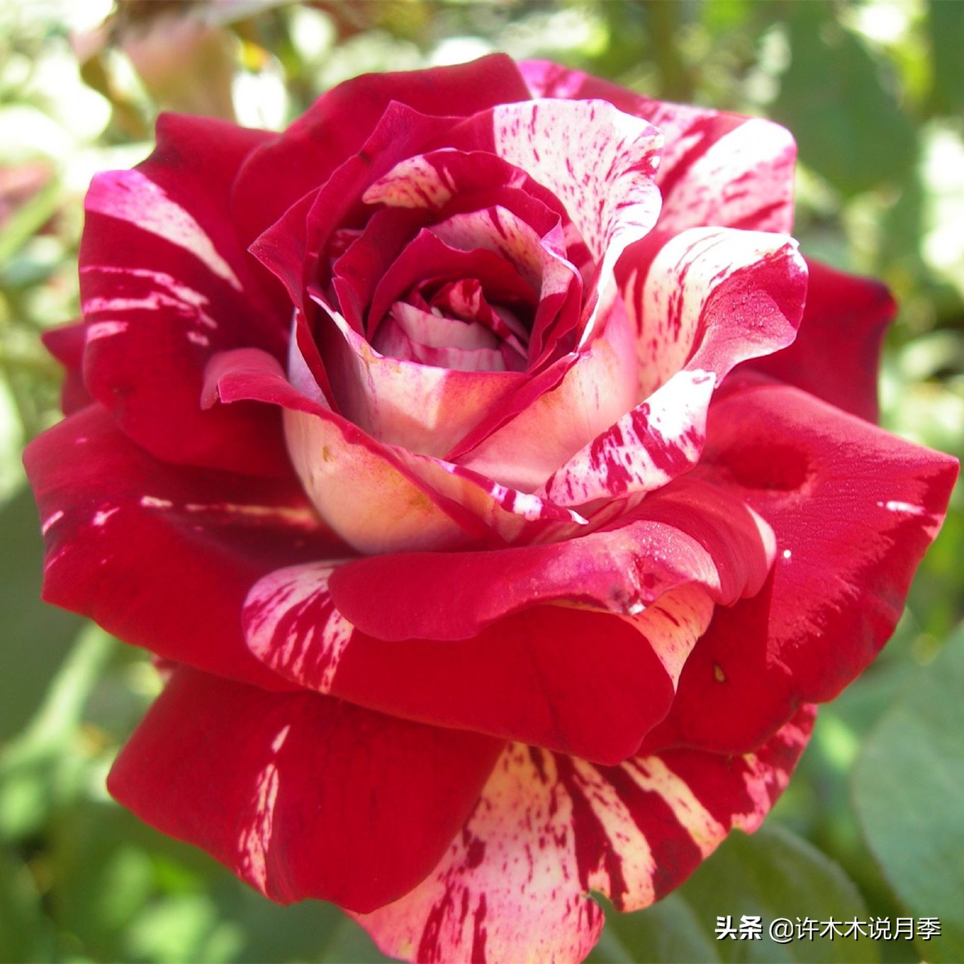 前一段时间买的月季不开花怎么办,月季不开花怎么区分开花颜色