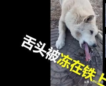 北方冬天的运动,北方冬天舔栏杆