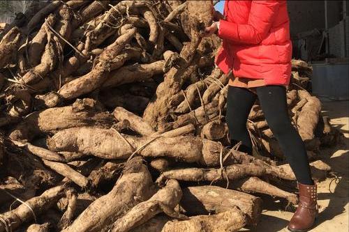 藁本神农本草经,神农本草经葛根原文