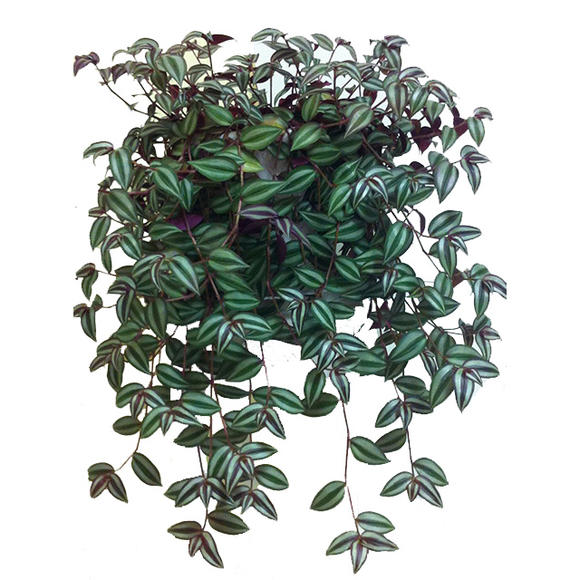 吊兰花卉的种类图片及名称,好看的吊兰植物图片及名称