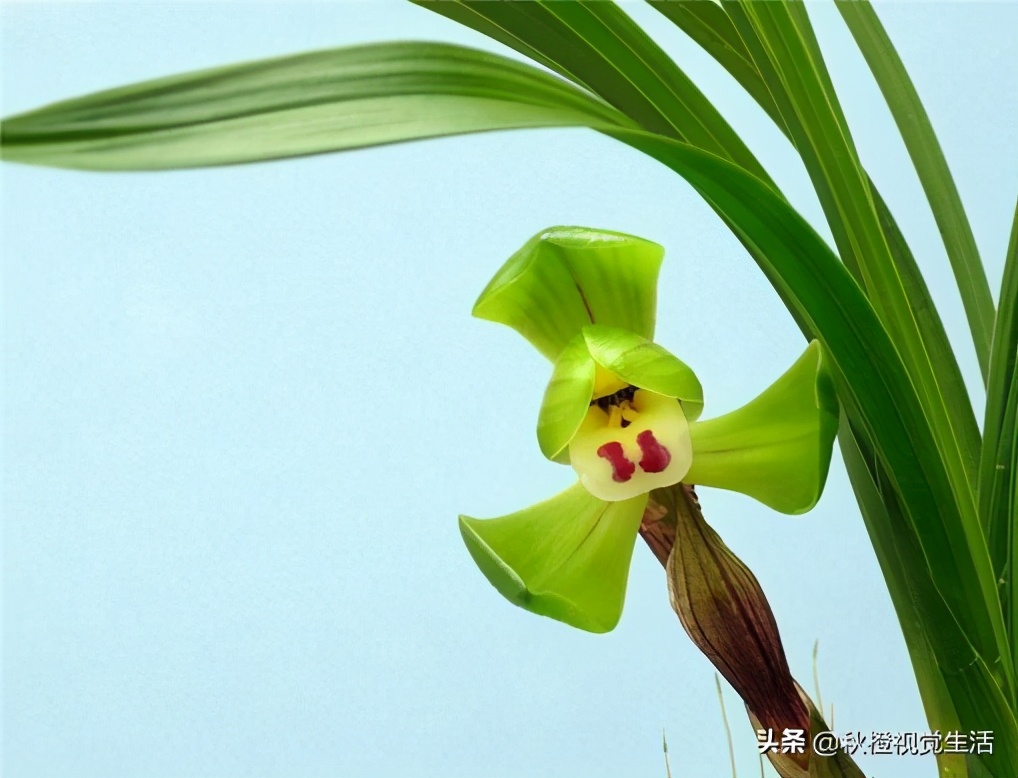 兰花为什么价格这么高,兰花为什么受世人喜爱
