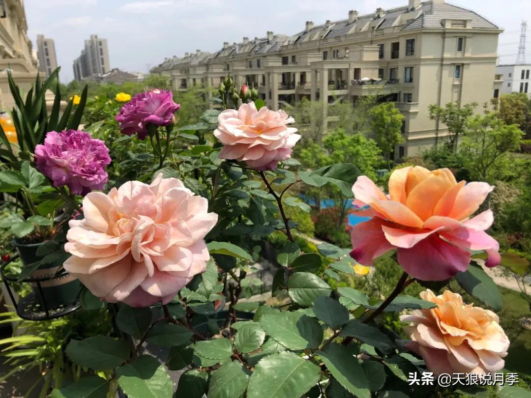 月季春季第一波花要不要剪,月季春季第一波花开后嫁接