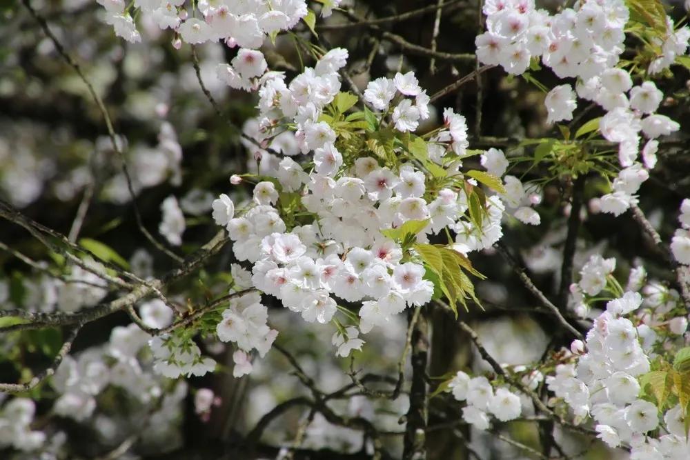 樱花盛开的季节真好看,日本最美樱花大赏