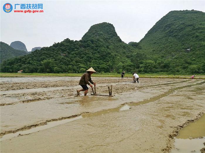 钟山县大米,贺州钟山富硒大米
