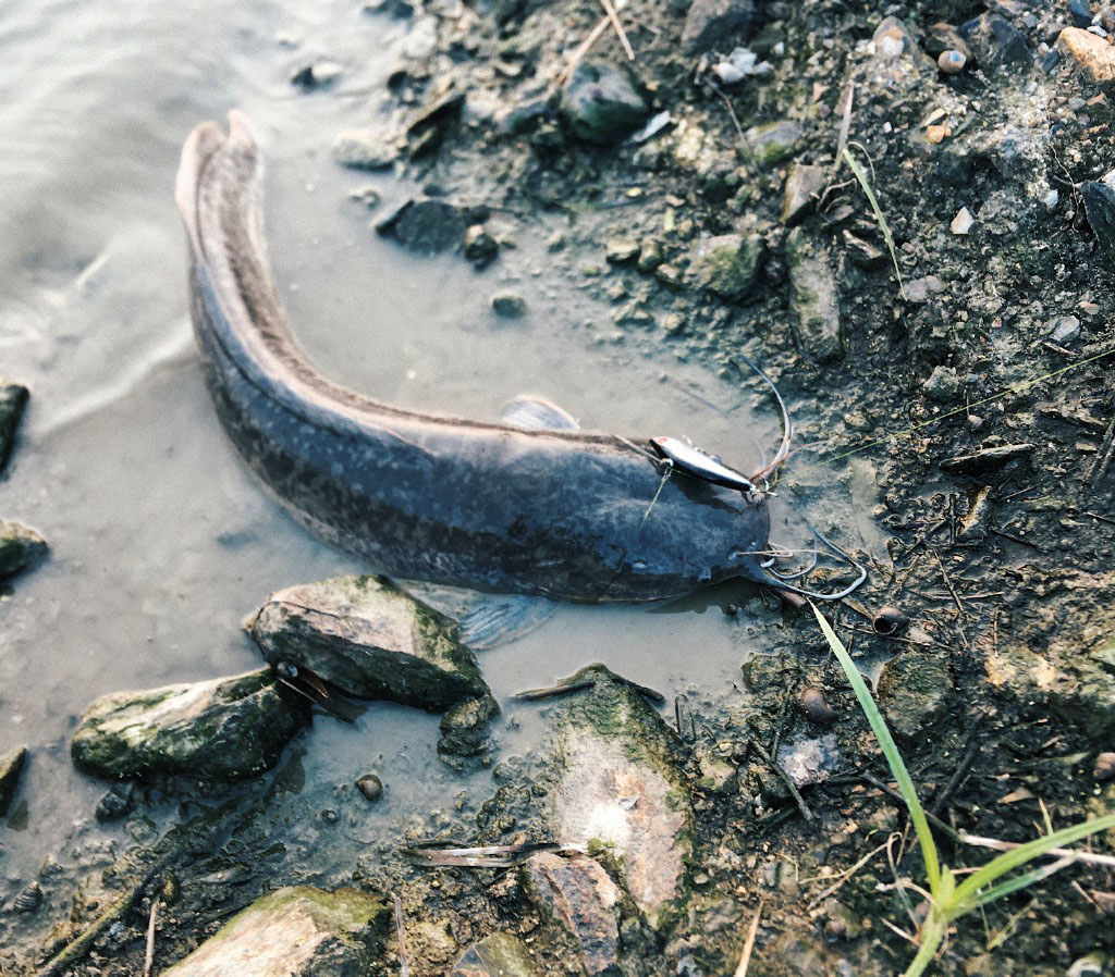 塘鲺鱼用什么钓,塘鲺鱼怎么钓最好